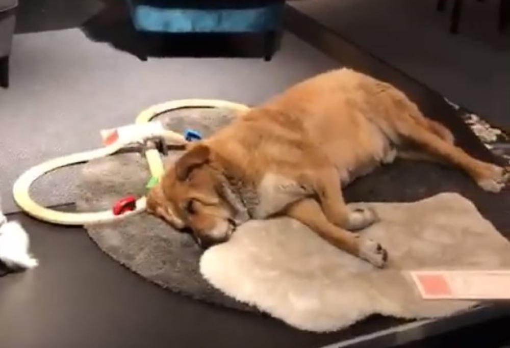 Maltempo: Ikea a Catania offre una "casa" ai cani randagi