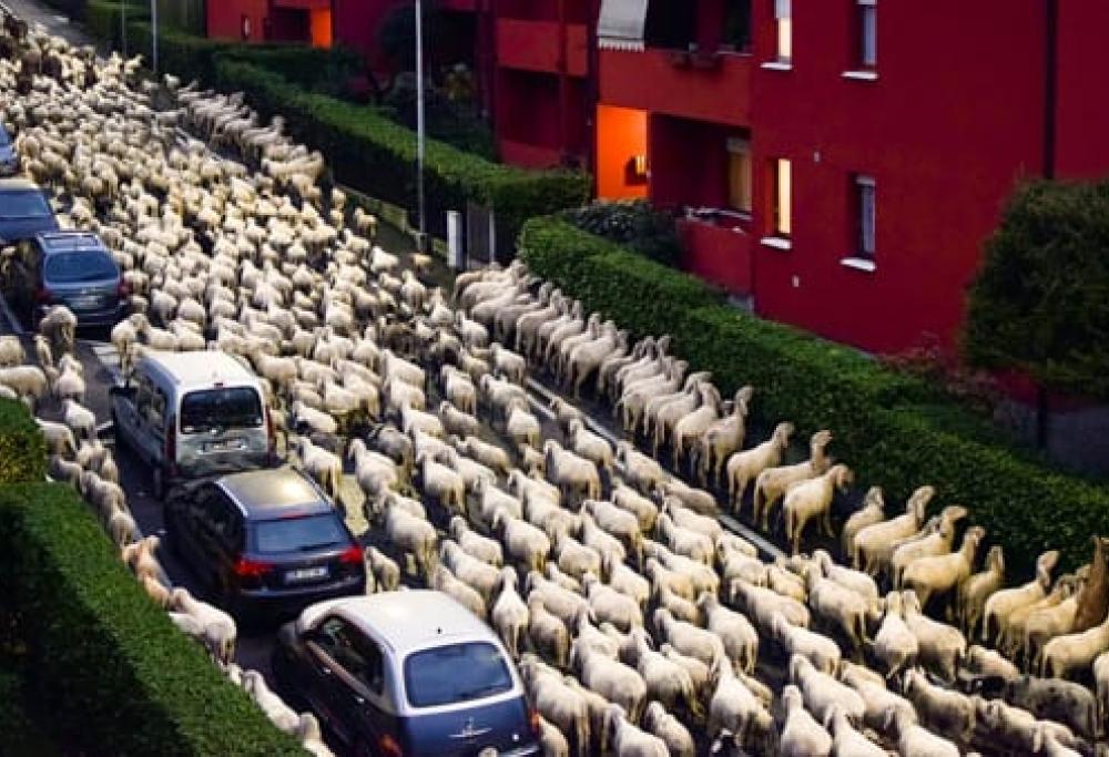 Le pecore attraversano la città e... Si mettono a mangiare i cespugli: la foto esilarante