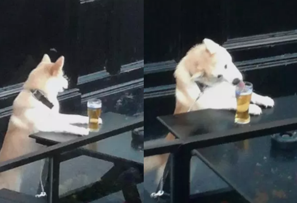 Cane “beccato” a bere la birra di nascosto: ecco le immagini