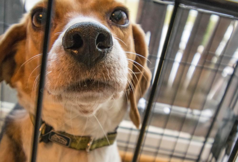 Picco di abbandoni di animali in Italia (per ignoranza): "Non sono contagiosi!"