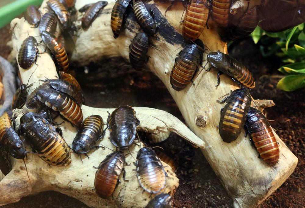 In Cina allevano miliardi di scarafaggi per smaltire i rifiuti