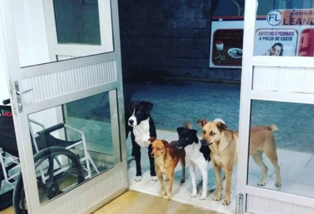 Senzatetto viene ricoverato in ospedale: i suoi cani lo aspettano fuori per tutta la notte