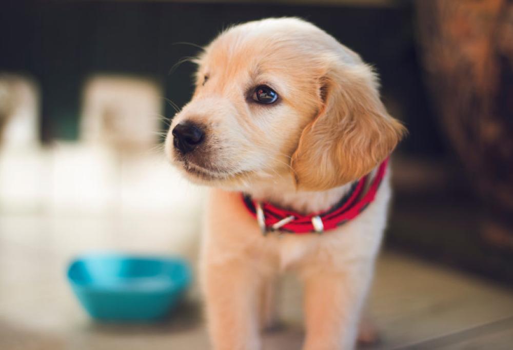 Oltre 500 cani e gatti scappati per i botti: ecco cosa fare