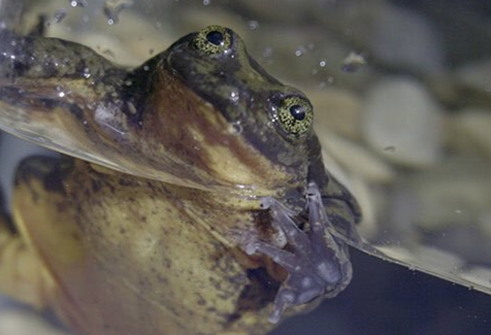 Trovata una compagna per la rana “più sola al mondo”