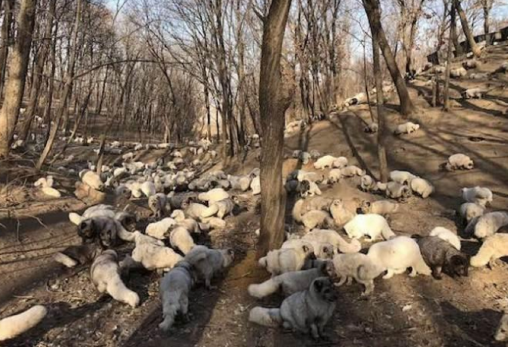 Attivista salva delle volpi da un’azienda di pellicce: il video