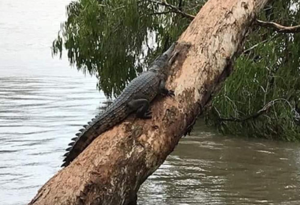 Centinaia di coccodrilli e serpenti invadono la città
