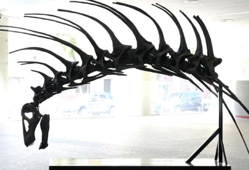Patagonia, rinvenuto il fossile di un dinosauro dotato di ‘spine’