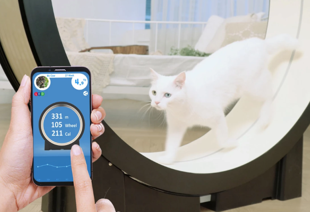 Ecco il tapis roulant per mettere a dieta il proprio gatto