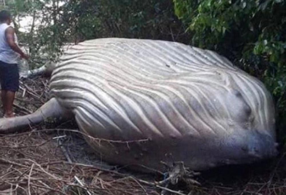 Misterioso ritrovamento di una balena in un bosco  in Brasile