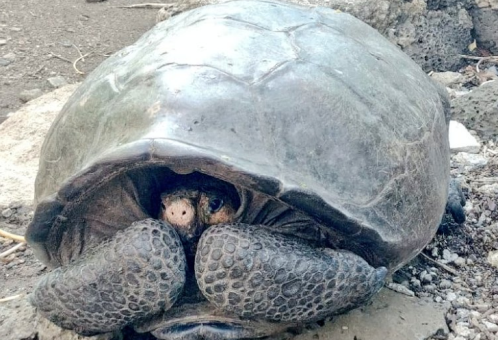 Galapagos, ritrovata tartaruga gigante ritenuta estinta 113 anni fa 