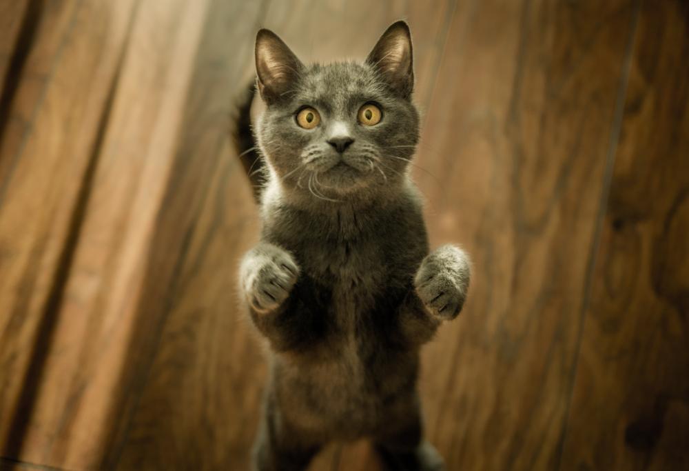 Se sei nevrotico lo sarà anche il tuo gatto: lo dice la scienza