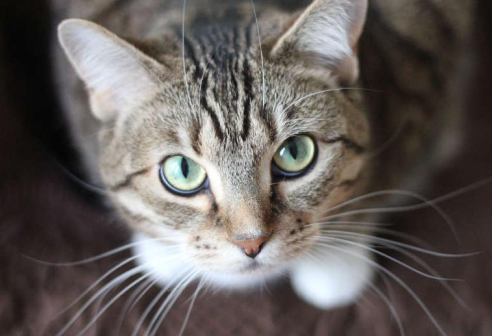 Gatto aggressivo tiene in ostaggio due donne: intervengono i soccorsi