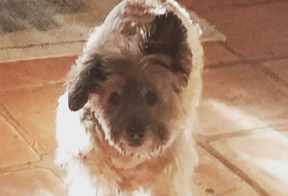 Lutto per Romina Power: è morto il suo cane Jazz