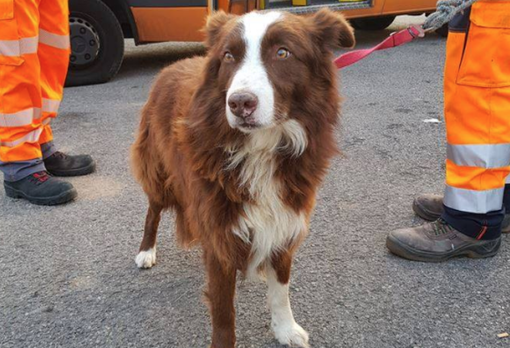 Cane da pastore insegue il camion che porta le ‘sue’ pecore al macello