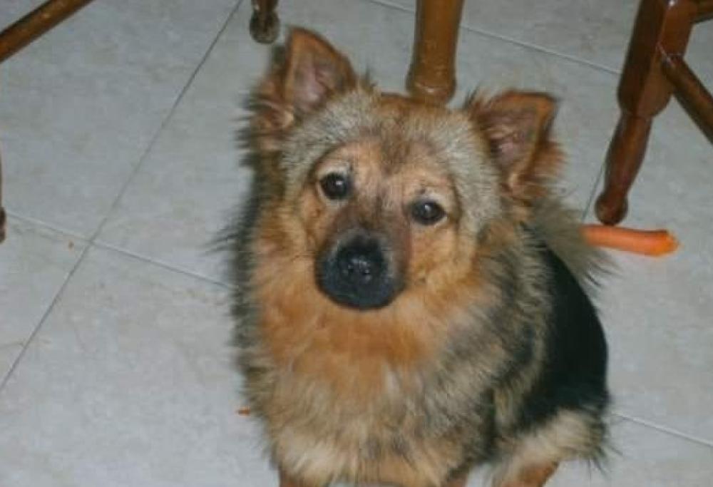 Il cagnolino "rapito" dai ladri d'auto è tornato a casa