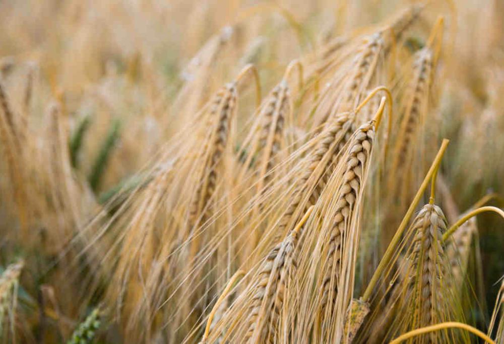 Topo nella farina comprata al supermercato: ecco dove è accaduto