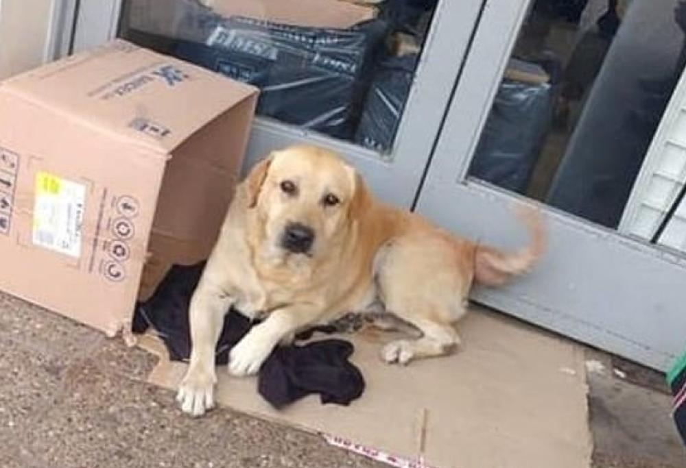 La commovente storia del cane che aspetta il padrone morto in ospedale