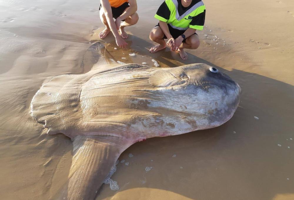 Trovato il leggendario "Mola Mola": è lungo più di 4 metri