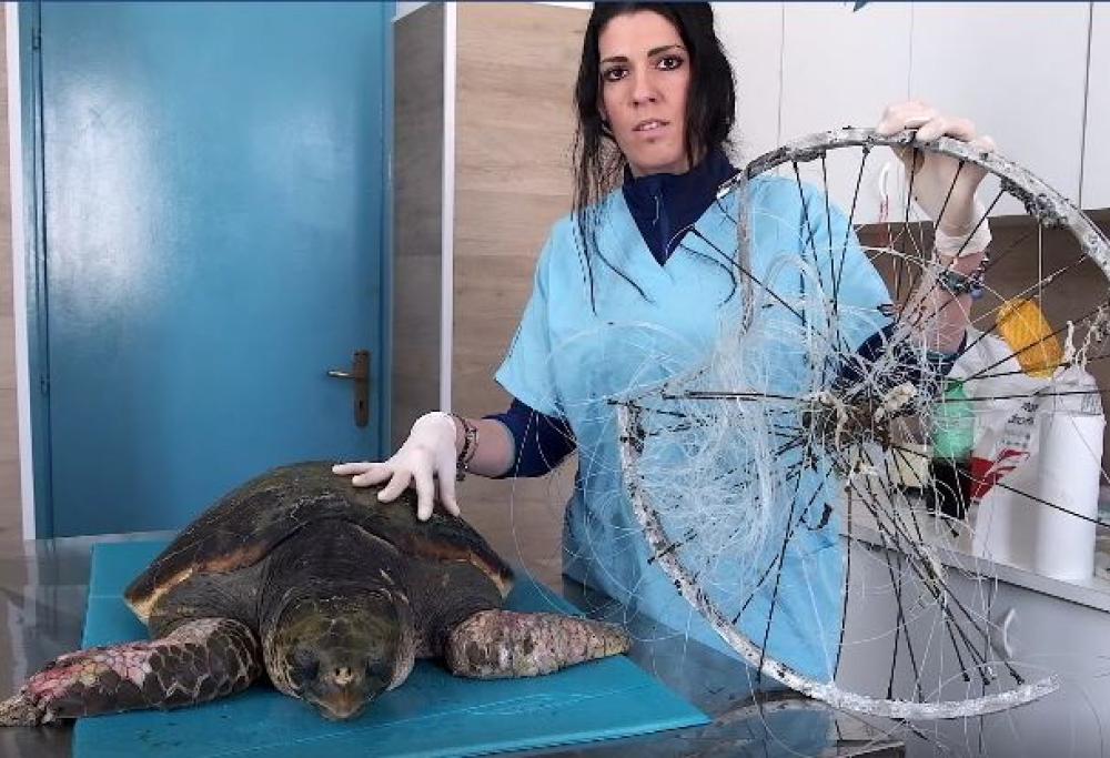 Imprigionata dalla plastica: la triste storia della tartaruga Afrodite