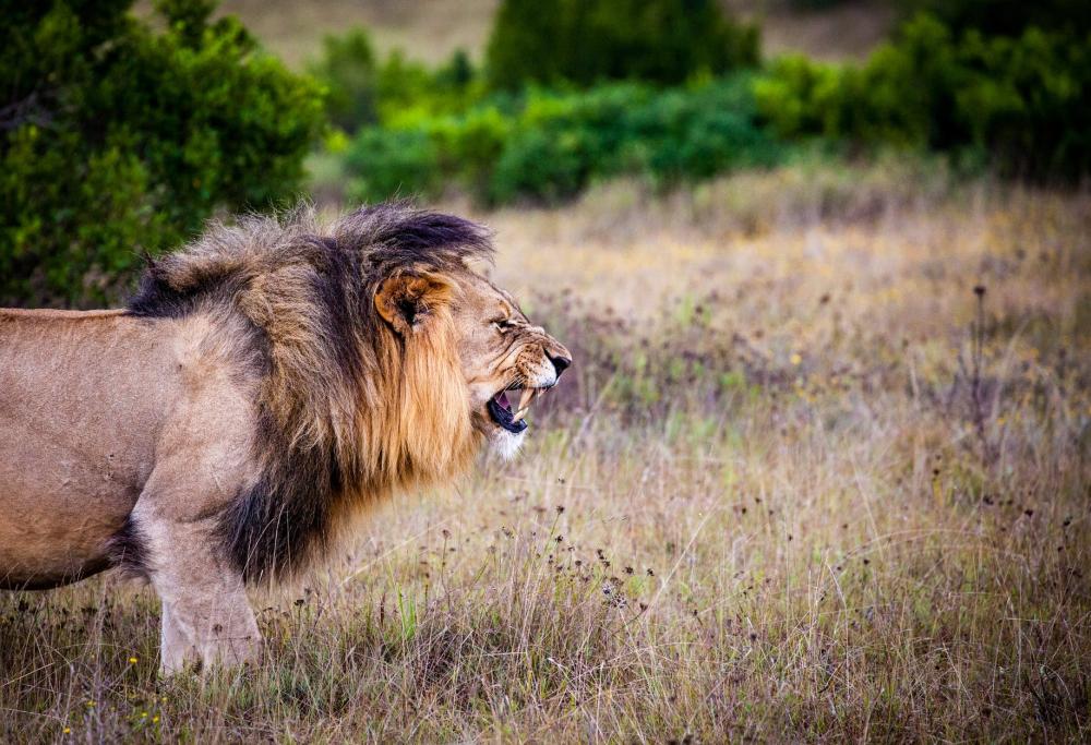 Bracconiere ucciso da un elefante e poi divorato da un branco di leoni