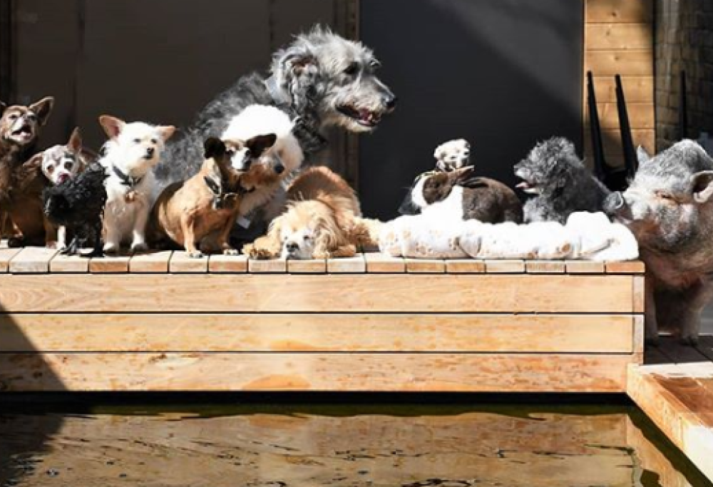 Adotta cani anziani che nessuno vuole: ecco la sua storia