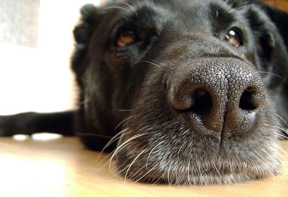 I cani fiuterebbero i tumori: uno studio lo dimostra