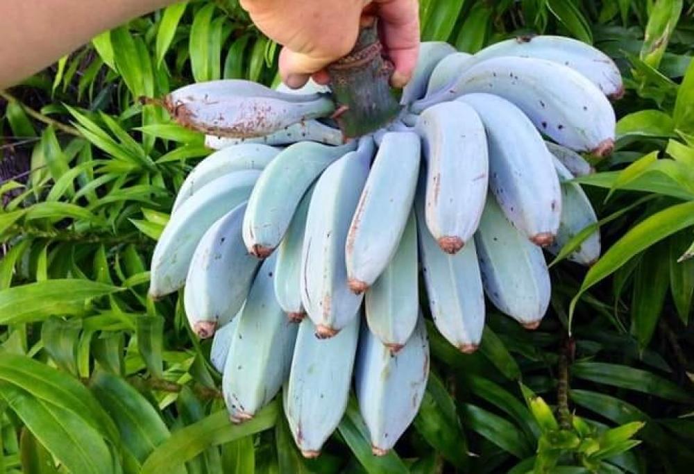 La banana blu al gusto di gelato alla vaniglia: ecco dove si trova