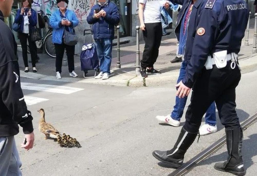 Milano: mamma anatra e anatroccoli scortati fino al Naviglio