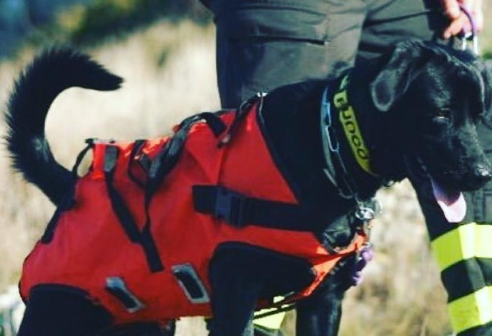 Morto il cane-eroe che salvò 3 vite dopo il terremoto dell'Aquila