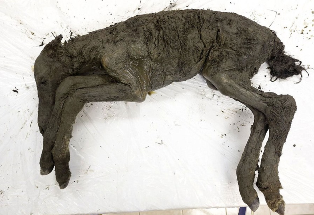 Ritrovato in Siberia un cavallo preistorico intatto