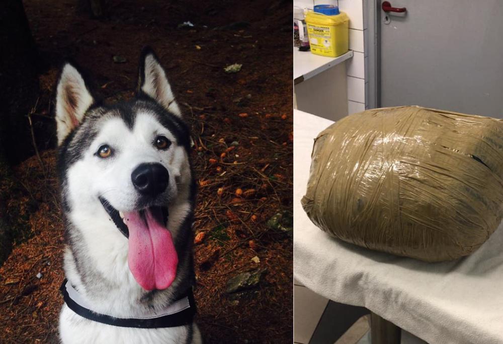 Lascia il cane in una pensione 3 giorni: lo ritrova morto e imballato