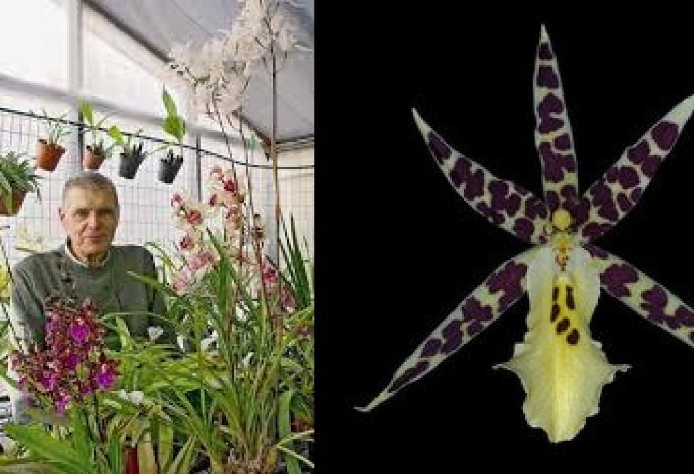 80enne cerca un erede per le sue 1000 specie di orchidee diverse