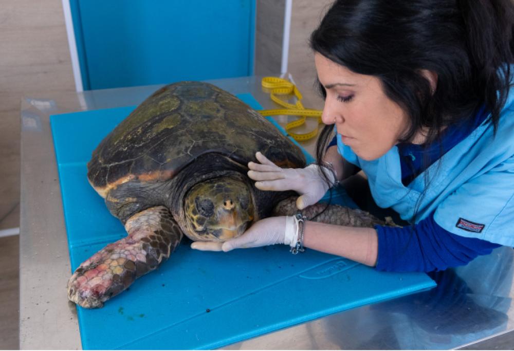 Morta la tartaruga trovata imprigionata nei rifiuti 2 mesi fa