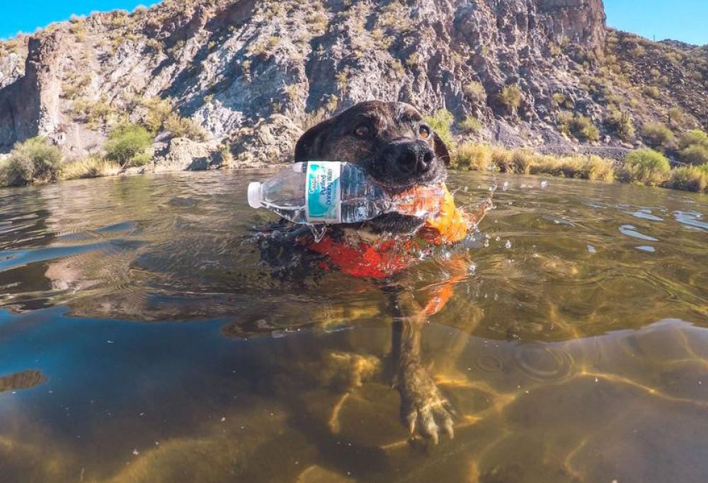 Il cane ecologista: raccoglie la plastica e fa la differenziata