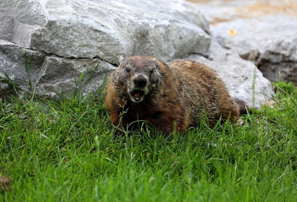 Coppia muore di peste bubbonica dopo aver mangiato carne cruda di marmotta