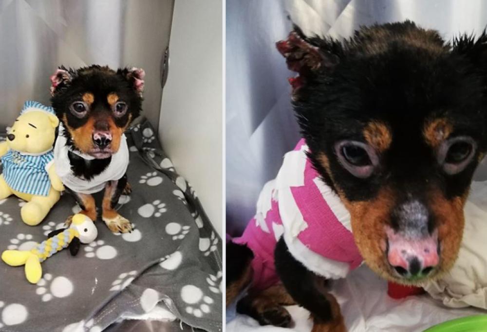 Cane bruciato vivo a Sassari: ecco la nuova vita di Fuego