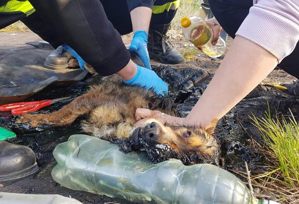Cane salvato da una pozza di catrame: ecco cosa è accaduto