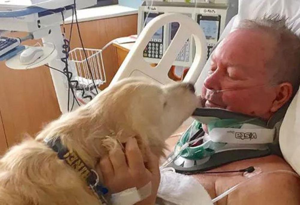 USA: così un cane ha salvato il proprietario paralizzato nella neve