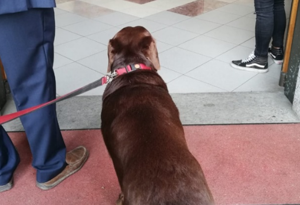 Il prete non fa entrare il cane del defunto in chiesa, lui rimane fuori a piangere