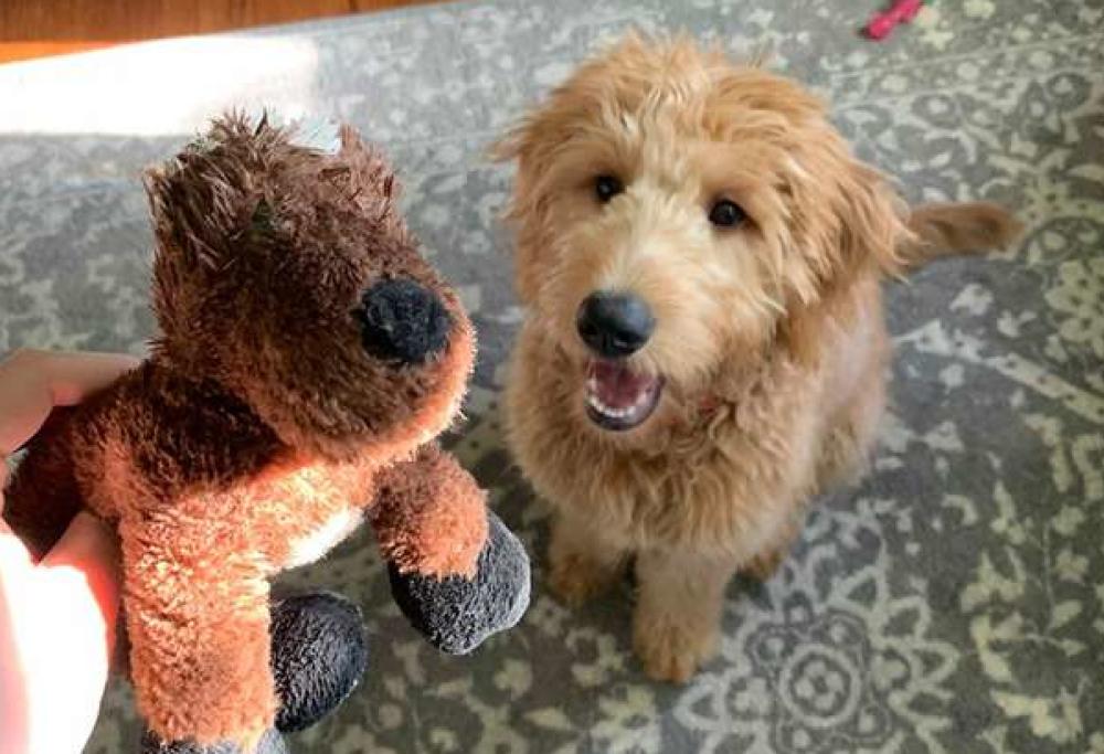 Cane assiste all'operazione dell'amico-peluche: il video è virale