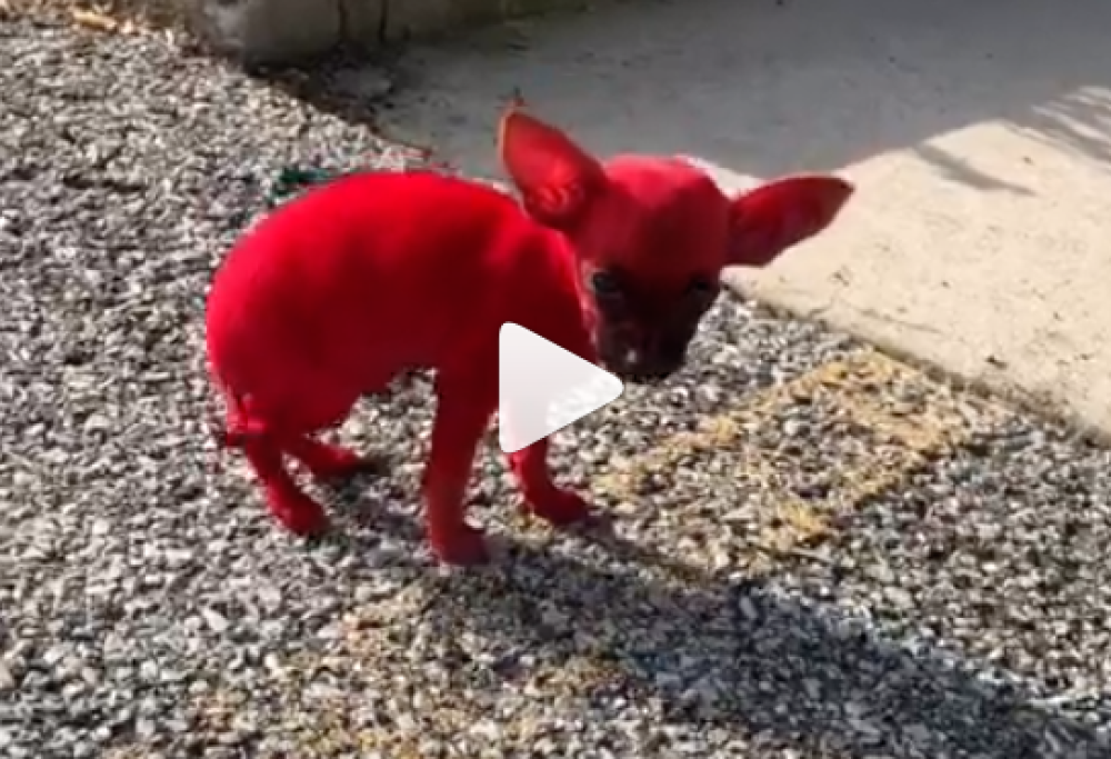 Colora il cane di rosso: bufera su un rapper americano
