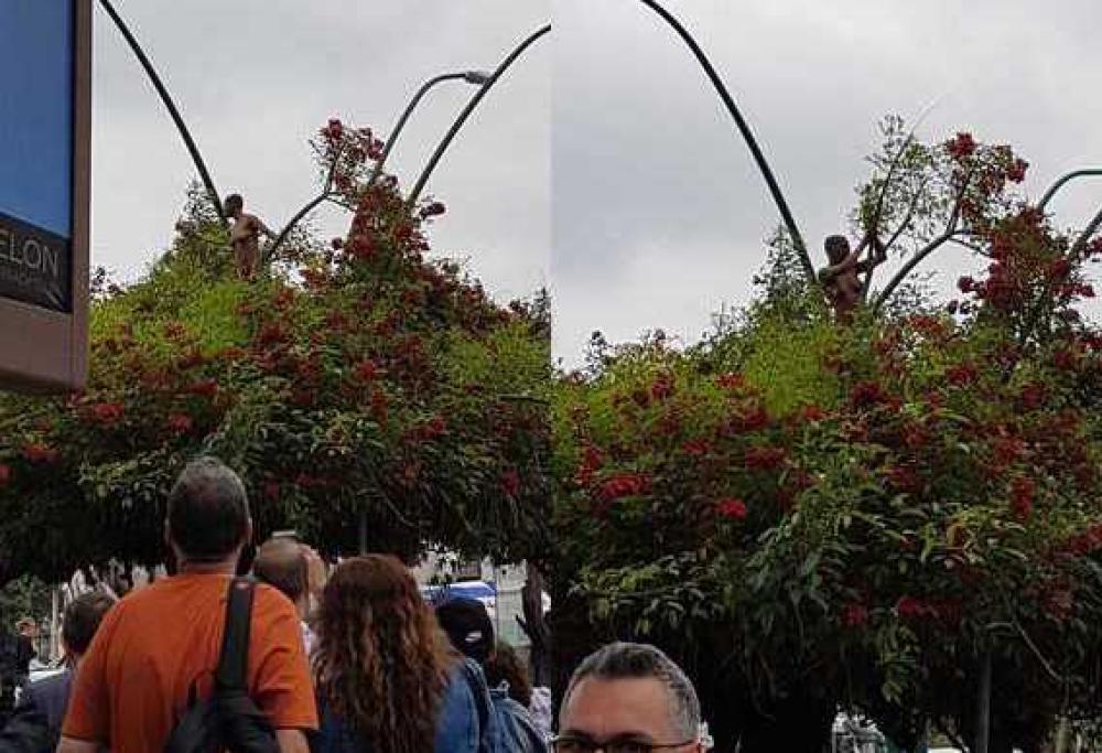 Sale nuda su un albero a Napoli e il traffico va in tilt