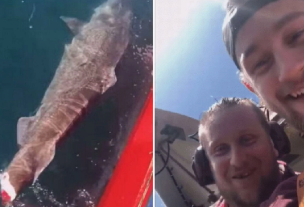 Tagliano la coda a uno squalo raro e lo rigettano in mare: il video choc