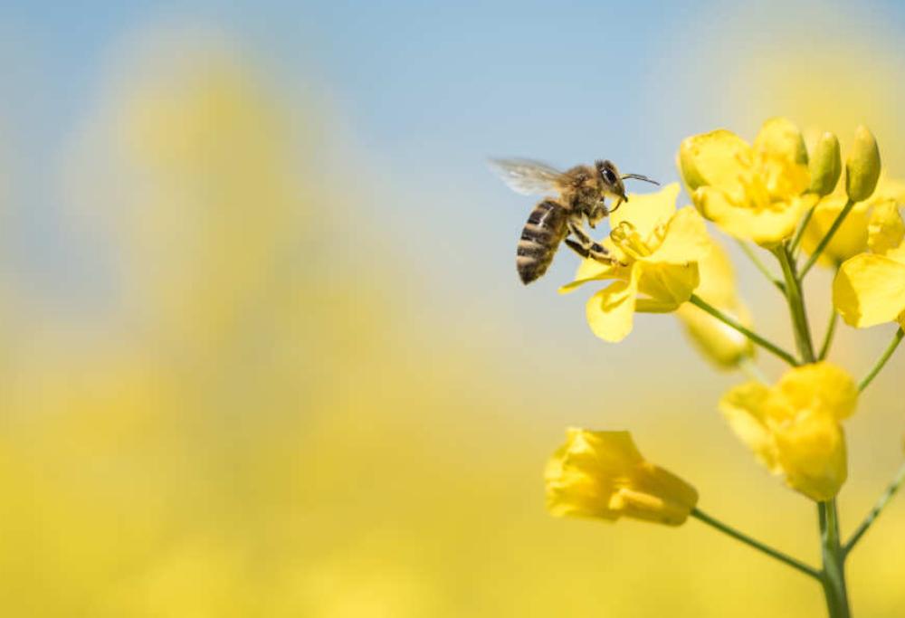 Le piante si stanno estinguendo due volte più rapidamente degli animali