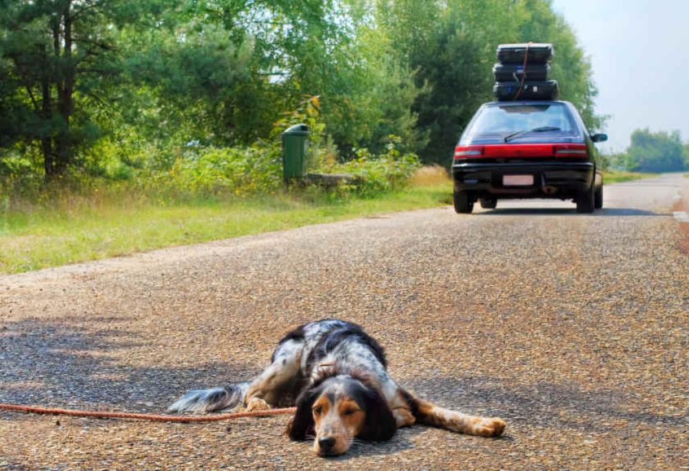 Cani abbandonati: già più di 350 nel primo ponte d'estate