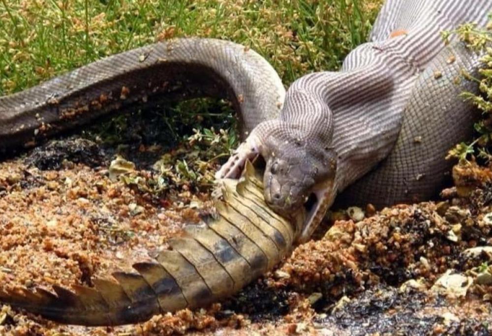 Foto choc dall'Australia: pitone divora un coccodrillo intero