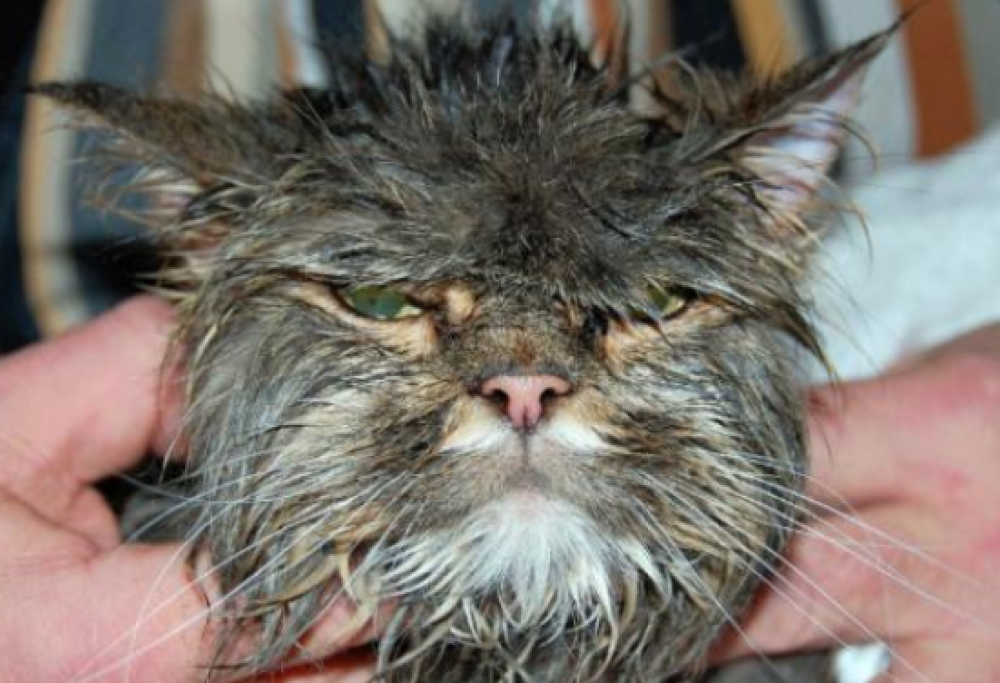 Gatto sopravvive a un lavaggio in lavatrice: la famiglia raccoglie fondi per le cure
