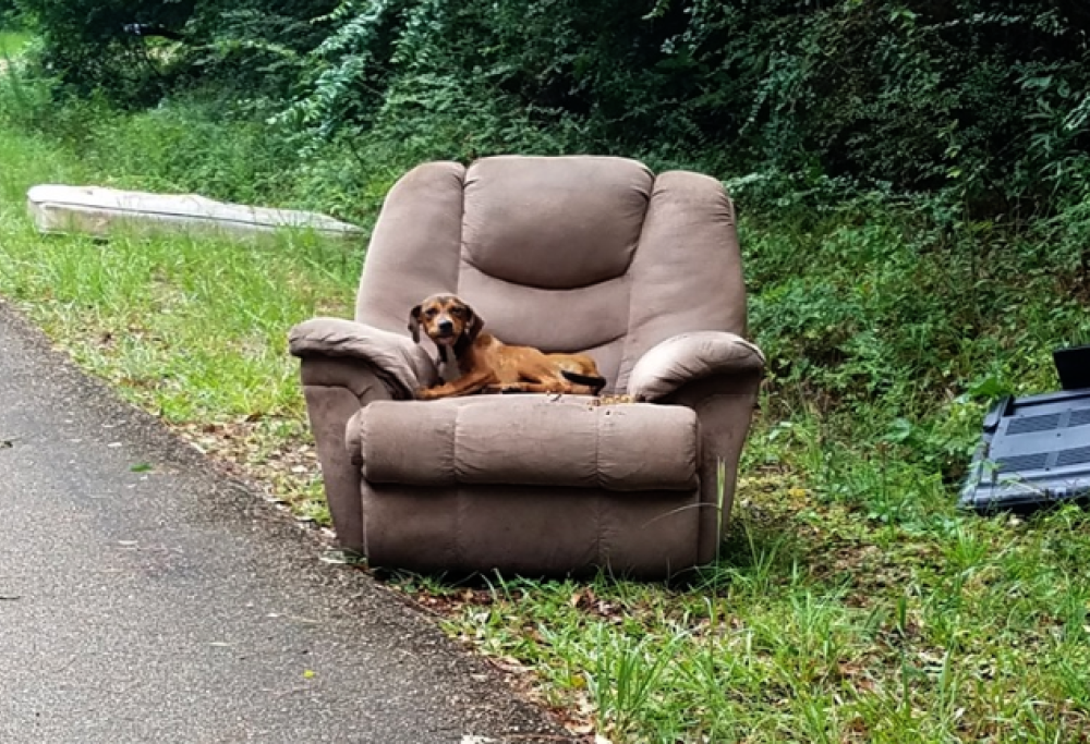 Cucciolo abbandonato con la sua poltrona preferita: le immagini strazianti