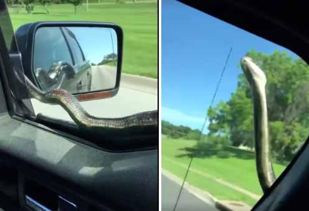 Si ritrovano un serpente enorme sul parabrezza: il video inquietante