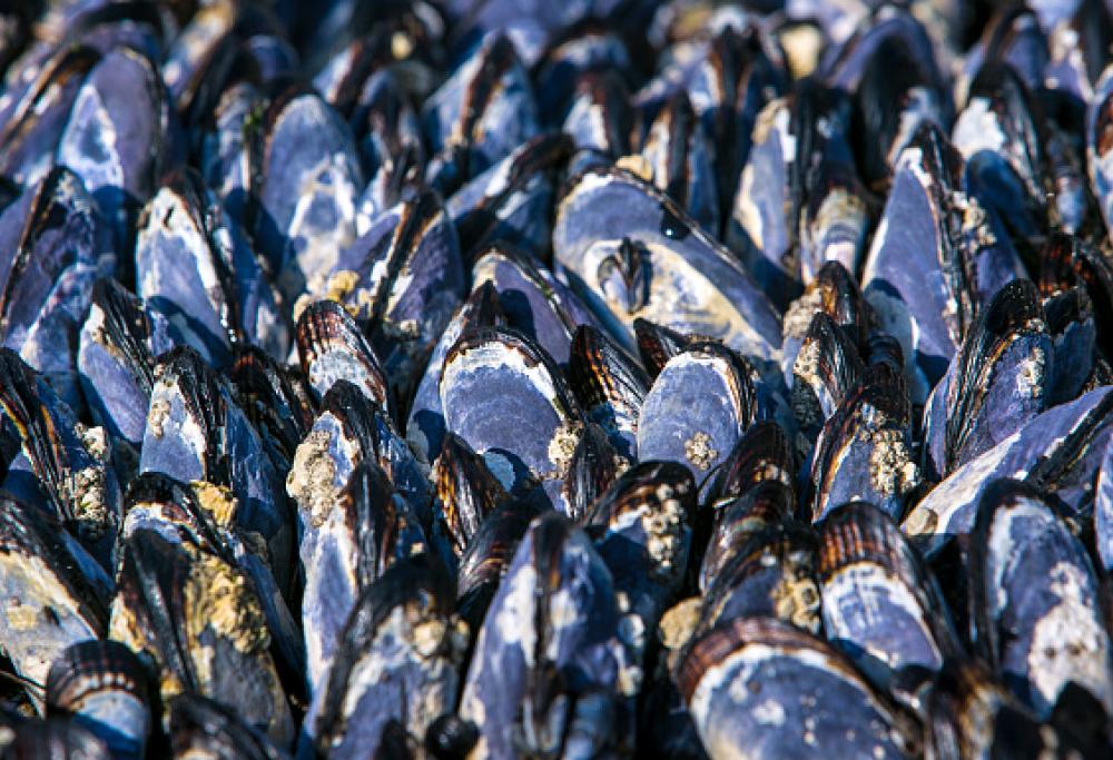 Fa così caldo in California che le cozze si cuociono nel loro guscio